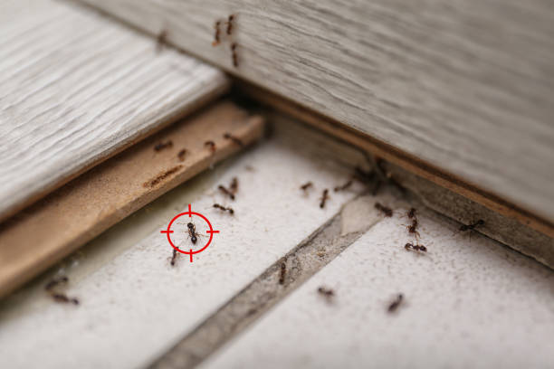 Best Pest Prevention Services  in Eastvale, CA