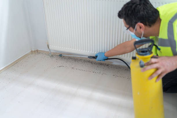 Best Flea Control Services  in Eastvale, CA